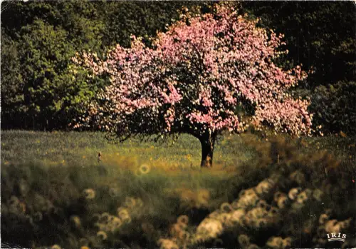 BR13195 Image du pintemps arbres tree france