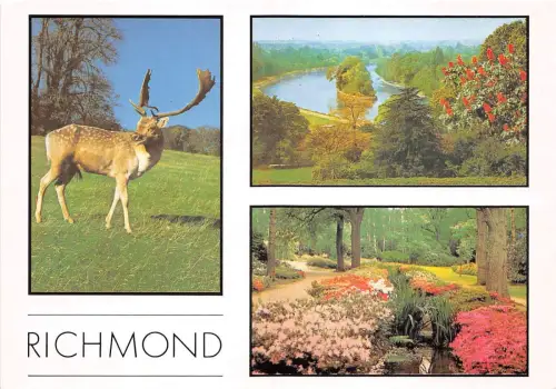 BT18589 a deer in richmond ark uk