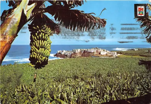 BF22518 gran canaria plataneras spain