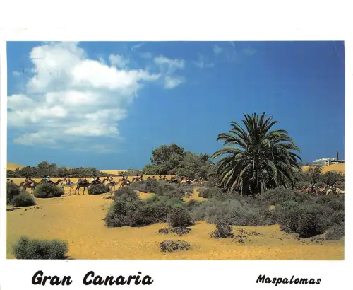 BG6247 gran canaria camel maspalomas spain