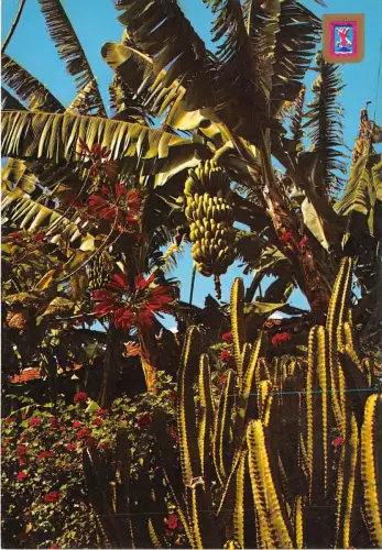 BG6402 tenerife palmeras y flores spain