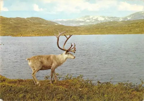 B96501 Norwegen Rentier