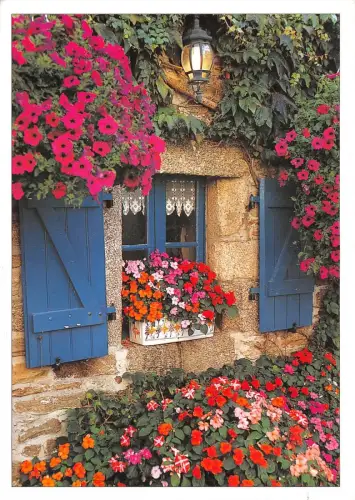 B49655 Fleurs Blumen Frankreich