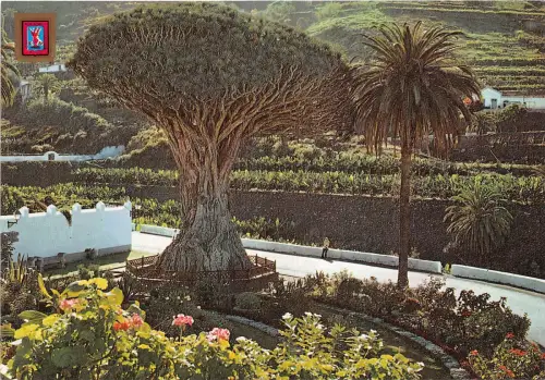 BG27677 icod de los vinos tenerife frago milenario spain