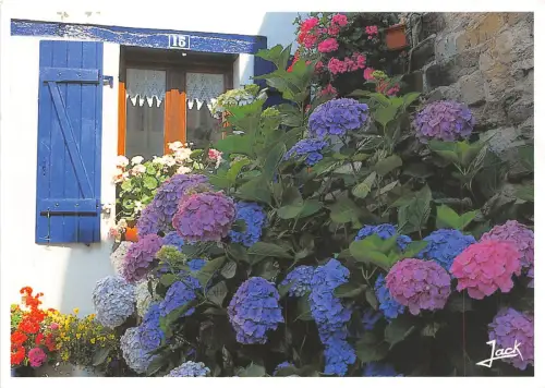 B49545 Fleurs Blumen Hortensien Hortensien Frankreich