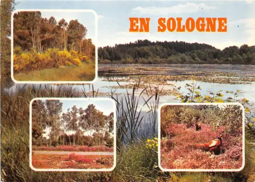 B50015 En Sologne Frankreich