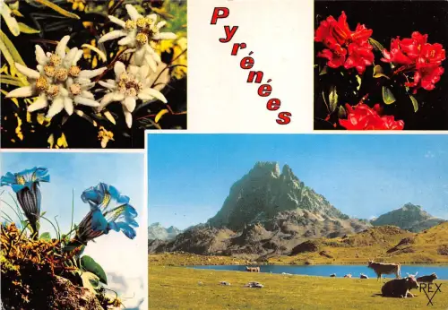 BR6521 Le Pic du Midi d'Ossau et Fleurs des Pyrenees france