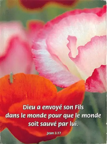 B52066 Fleurs Flowers