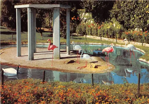 BG11521 stresa villa pallavicino giardini fenicotteri flamingo italy