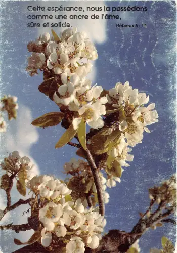 BR21543 Blumen fleurs