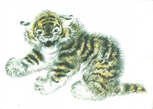 BR71974 Tiger Tiger Postkarte Russland Tier Animaux