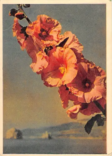 BR71893 Blumenfleur Russland