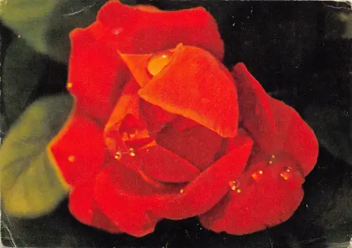 B75133 Rosen Blüten fleur