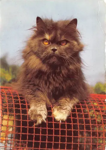 BC43092 Animaux Animals Chat Cat