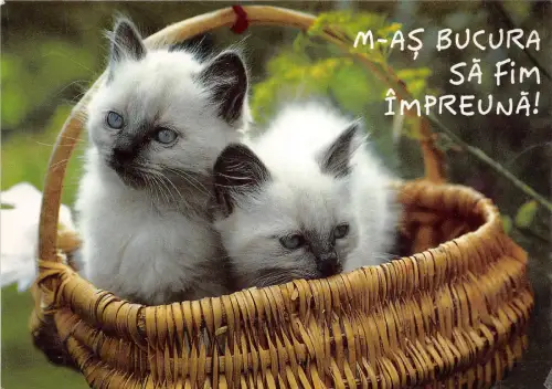 B74185 m as bucura sa fim impreuna Chat Katze Animaux Tiere