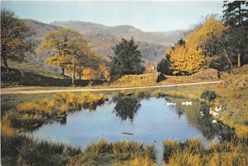B86833 the old duck pond grasmere westmorland uk
