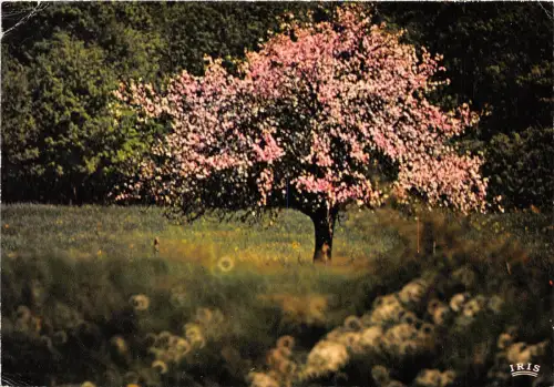 BR13404 Images du printemps arbres tree france