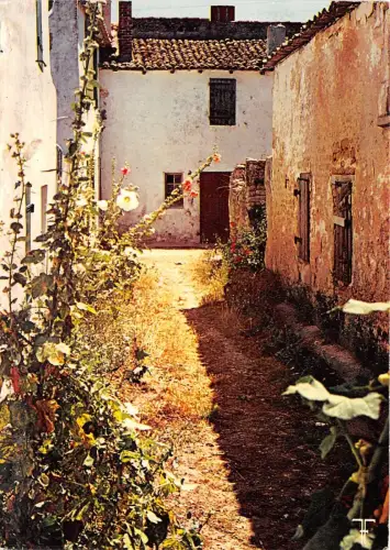 BR14760 Ile de Re Ans en Re Venelle Aux roses tremieres france