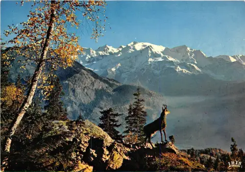 BR21973 le Chamois des Alpes chevre Ziege Frankreich