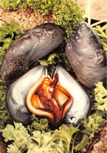 BR3619 Cote Atlantique Les Fruits de mer la moule Poissons et Crustaces france