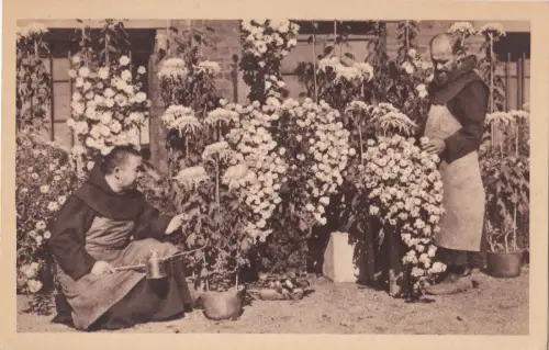 B81626 au pays des chrysanthemes typen flower japan front/back image