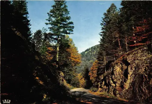 BR3696 La Route de Returnemer a longemr en automme plants laube baum france