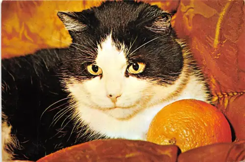 B66001 Tiere Animaux Katze Chat