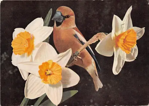 B51480 Tiere Animaux Vögel Oiseaux