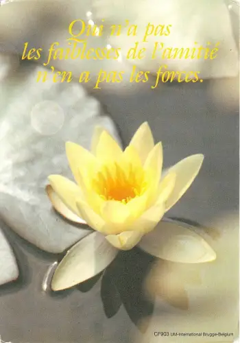 B52040 Fleurs Flowers