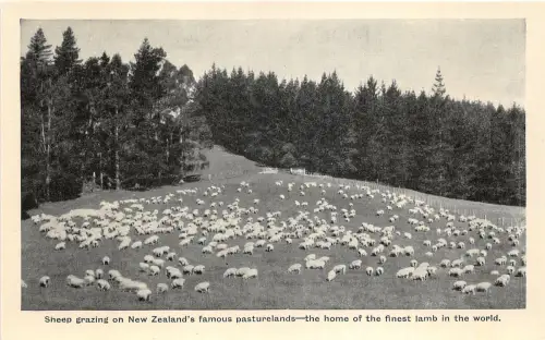 uk42289 Heimat des feinsten Lammes der Welt Neuseeland