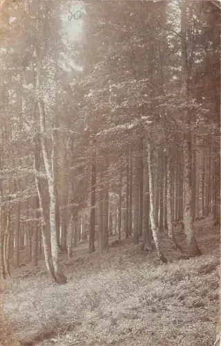 BT2668 Tschechische Landschaft Wald Tschechien