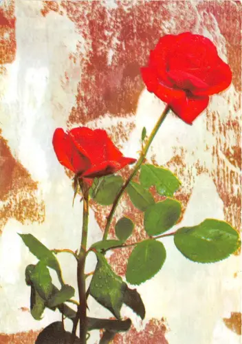 B52033 Fleurs Blumen Rosen