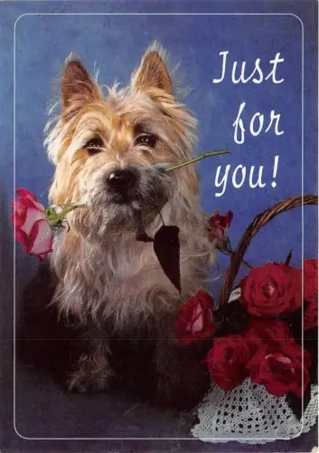 B74192 just for you dog chien tier