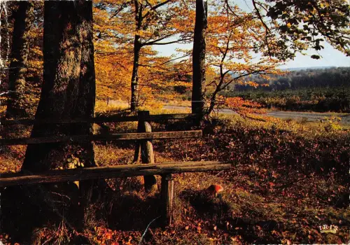 BT5441 Ardennes Belges paysage d automne Belgium