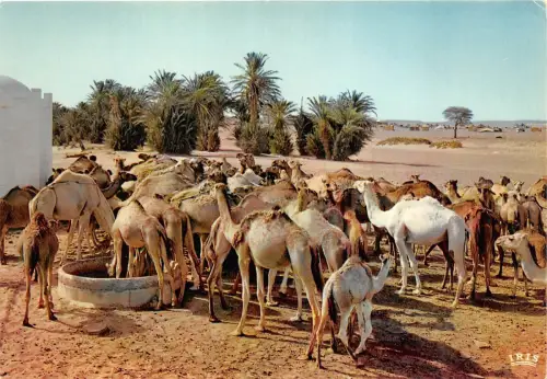 B51471 Tiere Animaux Kamele Chameaux