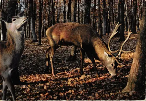 B98606 ardennen belgien Hirsch Cerf Tiere Animaux