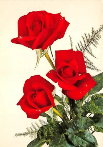 B52134 Blüten Fleurs Jolies Rosen