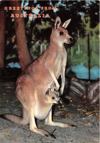 B43863 Känguru Känguru Tiere