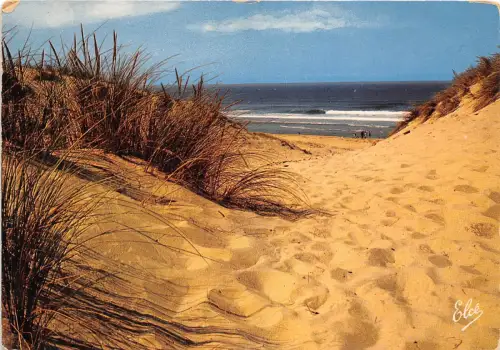 B49740 Les Ajoncs a travers les Dunes sur la Cote france