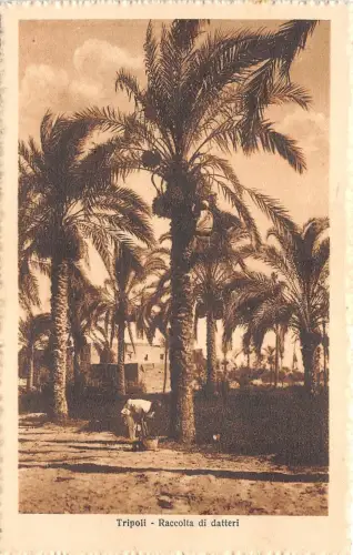 B84826 tripoli raccolta di datteri libia lybia