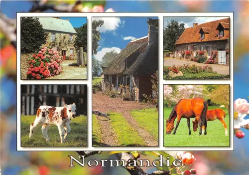 B51474 Tiere Animaux Chevaux Pferde Jeune Vache Jungkuh