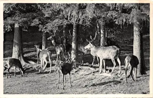 BR44119 Belgienischer Hirsch Kerf Tier