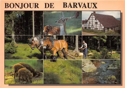 BR4094 Barvaux cerf dear horse chaveaux belgien