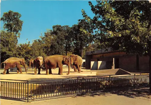 B70323 Tiere Animaux Elefant