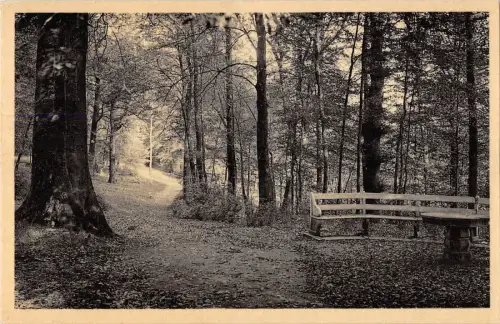 BR55901 Chemin forestiere le parc Chateau de Marlemont Morlanwelz belgien