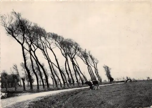BR19603 Middelkerke courbes sous louragan belgien