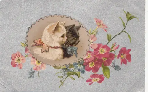 B80542 Kat Front/Back Bild