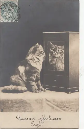 B78658 Blick in Spiegel Katzen Chat Scan Vorder-/Rückseite Bild