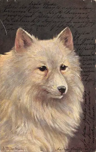 BR57587 Hund Chien Tiere