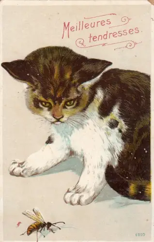 B81366 Mailleures Ranken Biene Katze Chat Vorder-/Rückseite Bild